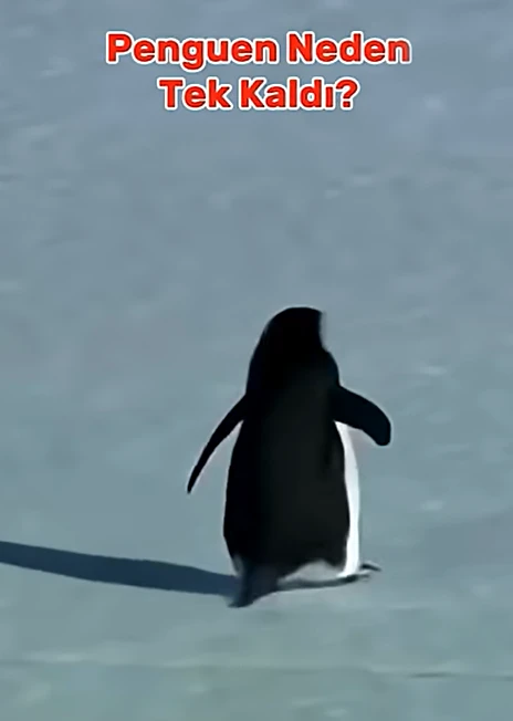 Herkesin merak ettiği o soru penguen neden tek kaldıİşte cevaplıyoruz! 😁